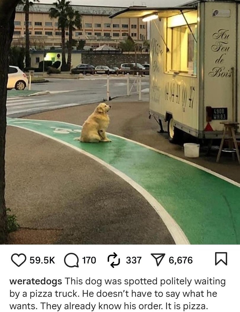 pizza dog.jpg