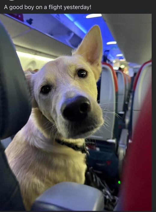 plane dog.jpg