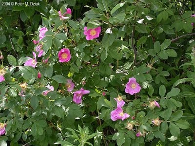 plant.jpg