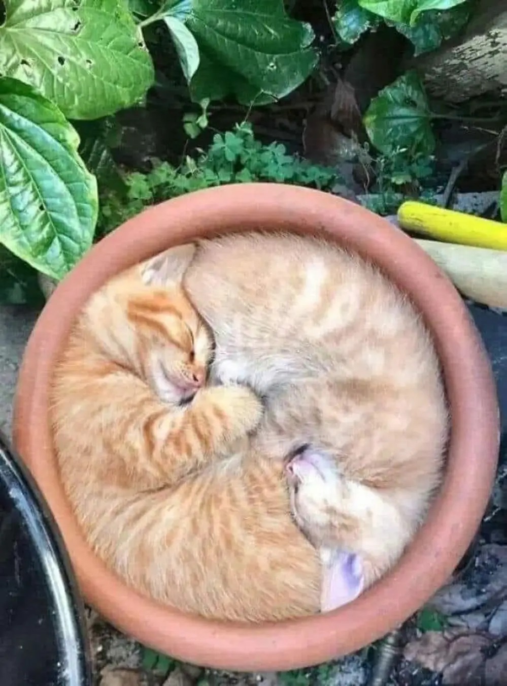 Planted Kitties.jpg