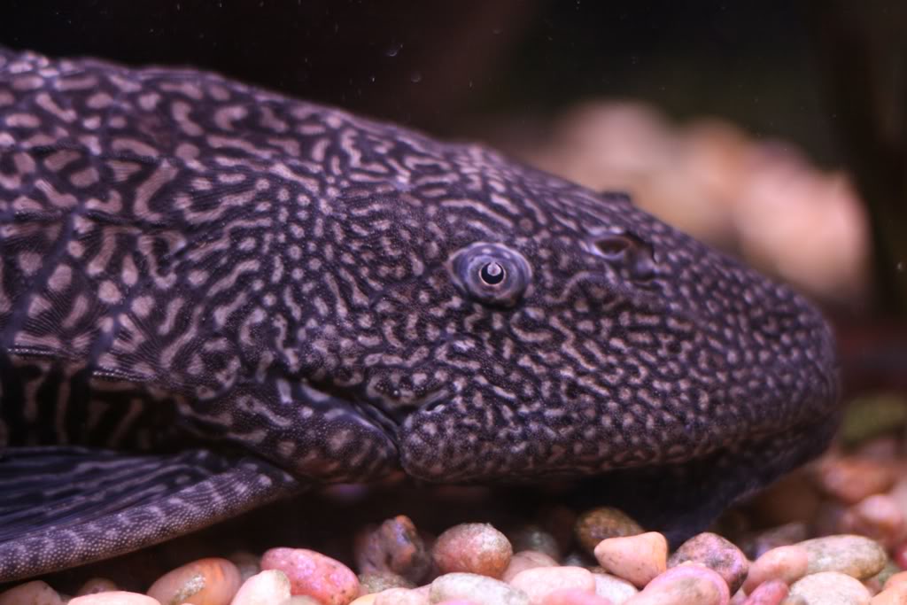 Pleco1.jpg
