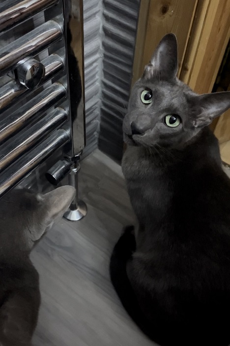 pointy cat corner.jpg