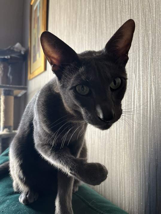 pointy grey cat.jpg