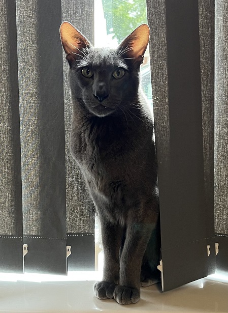 pointy grey cat.jpg