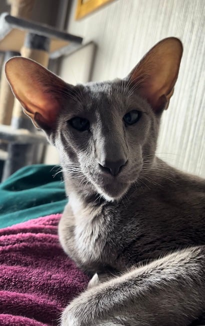 pointy grey cat.jpg