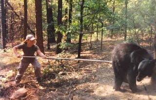 pokebear.jpg