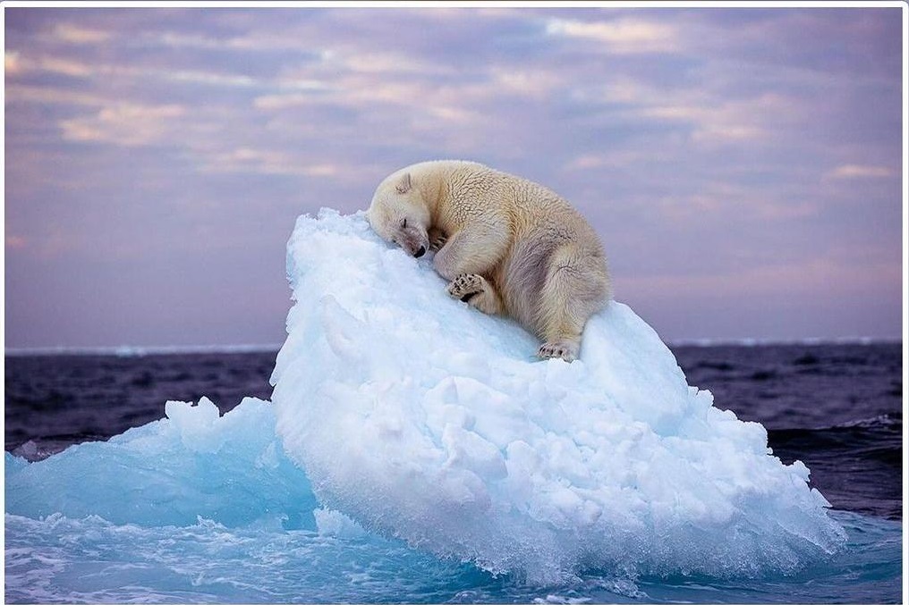 polar bear amazing.jpg