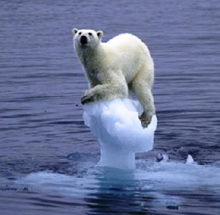 polar-bear-on-ice-flow.jpg