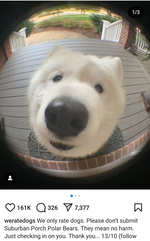 polar dog.jpg