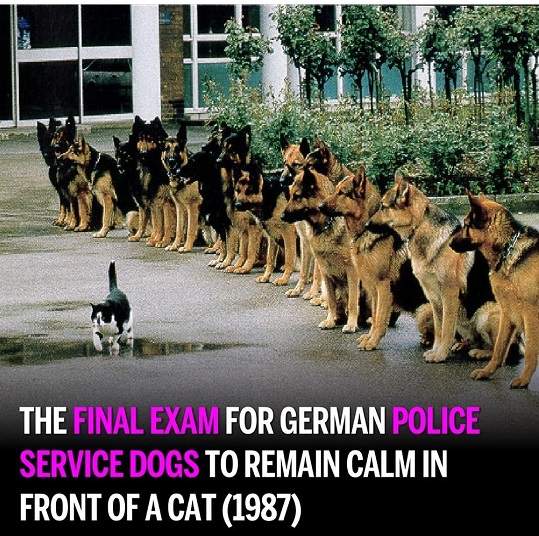 police dog test.jpg