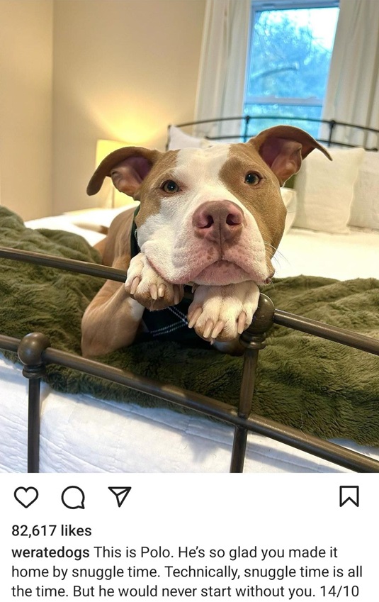 Polo dog.jpg