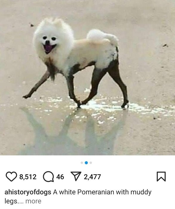 pom dog.jpg