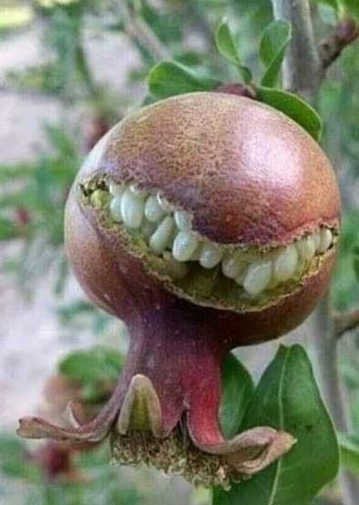pomegranateGrin.jpg