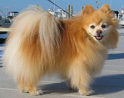 pomeranian_h01.jpg