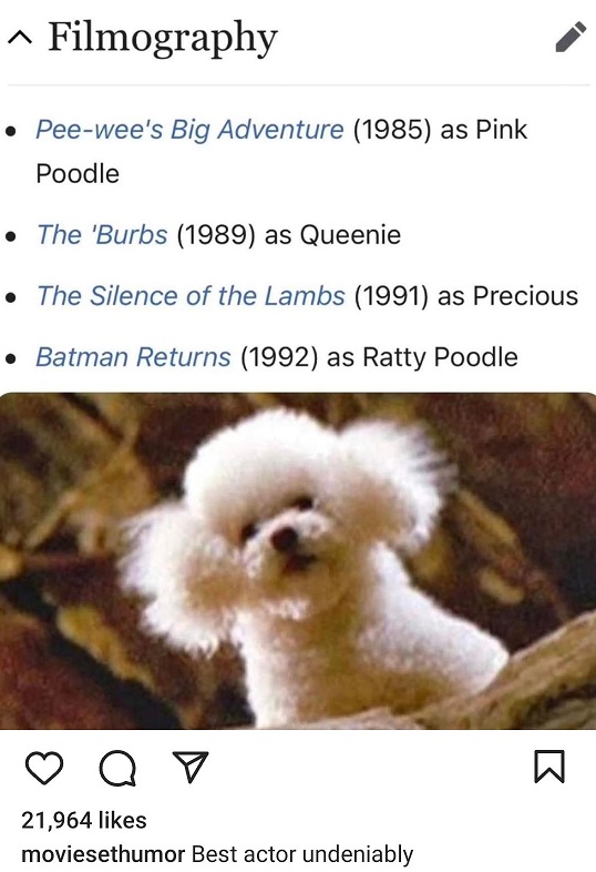 poodle actor.jpg