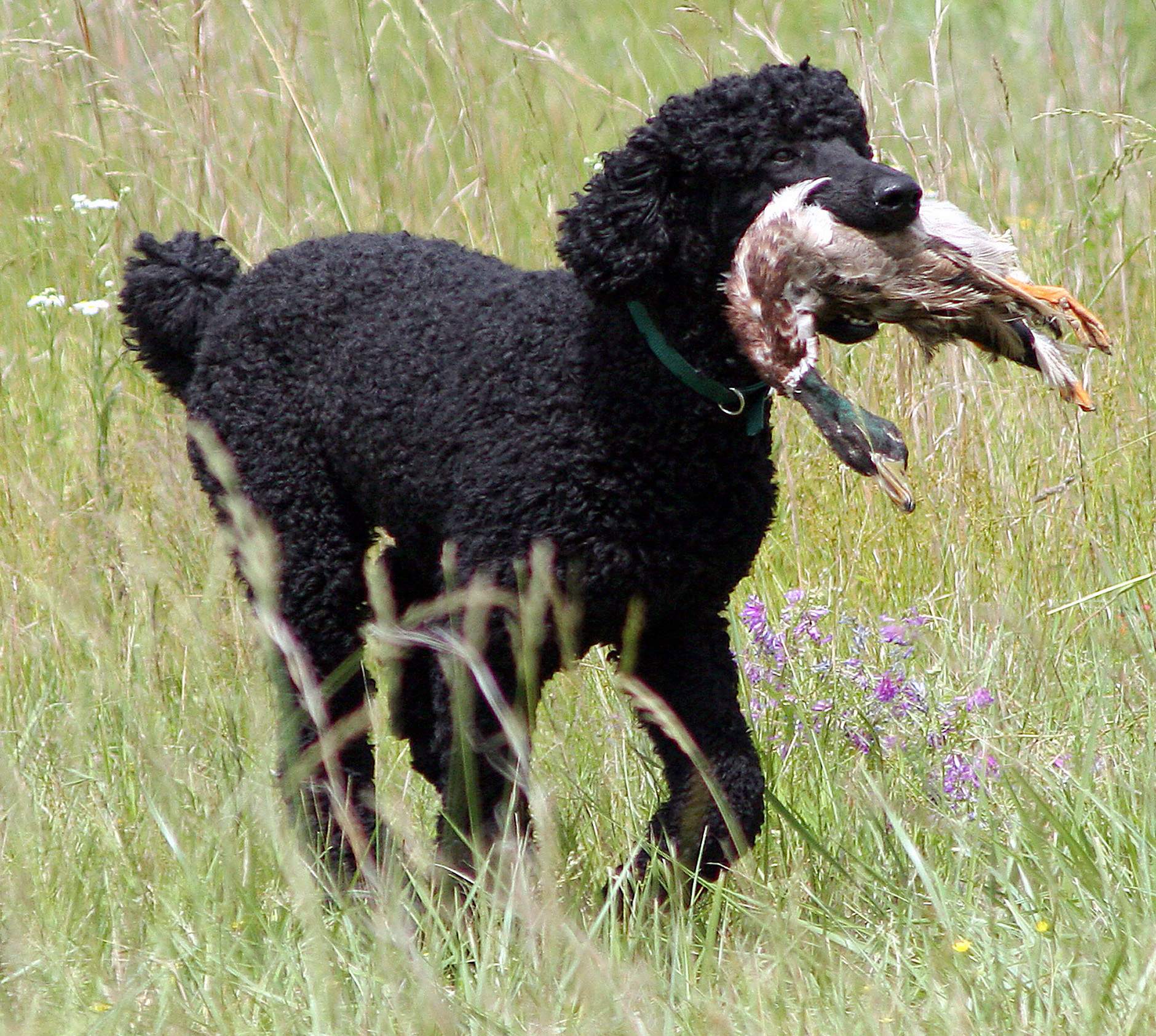 poodle and duck.jpg
