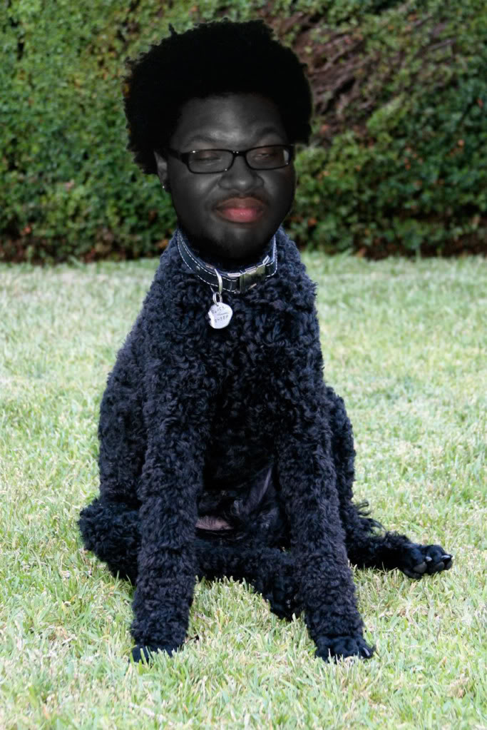 poodle.jpg
