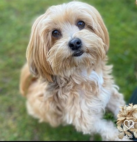 poodle.jpg