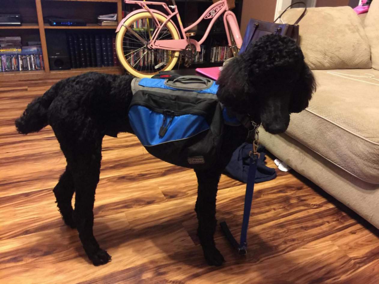 poodle schlepper.jpg