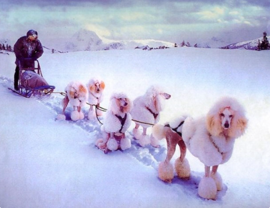 poodles.PNG