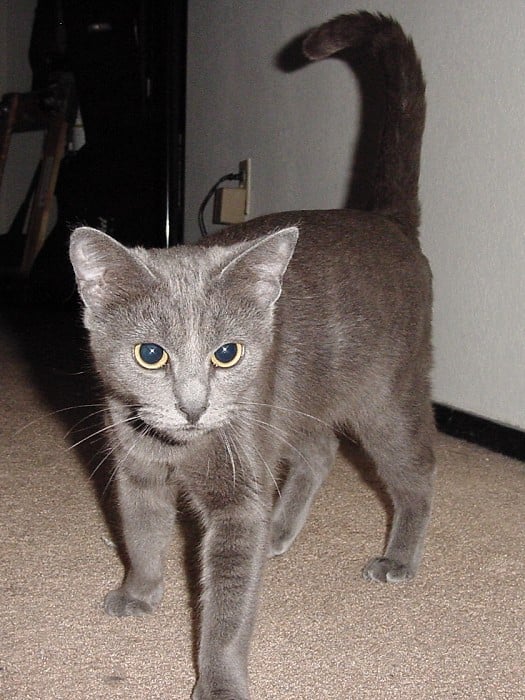 pookie4.jpg
