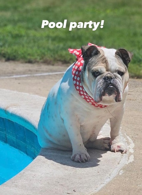 pool dog.jpg