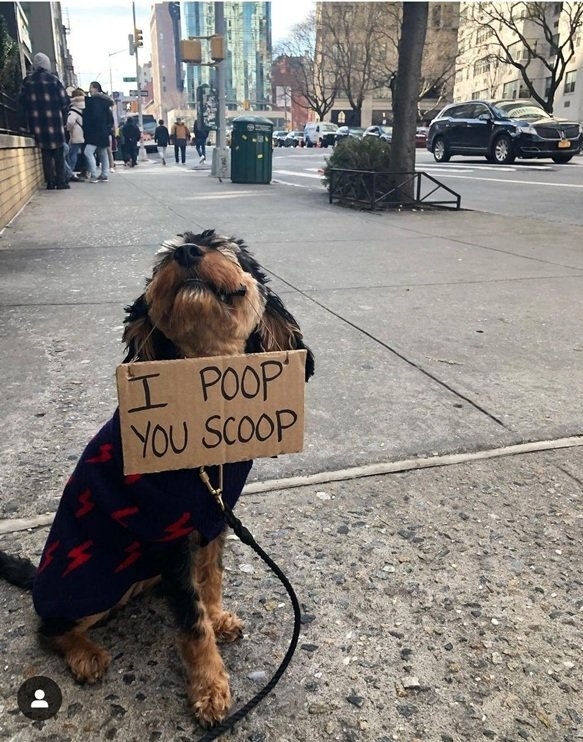 poop dog.jpg