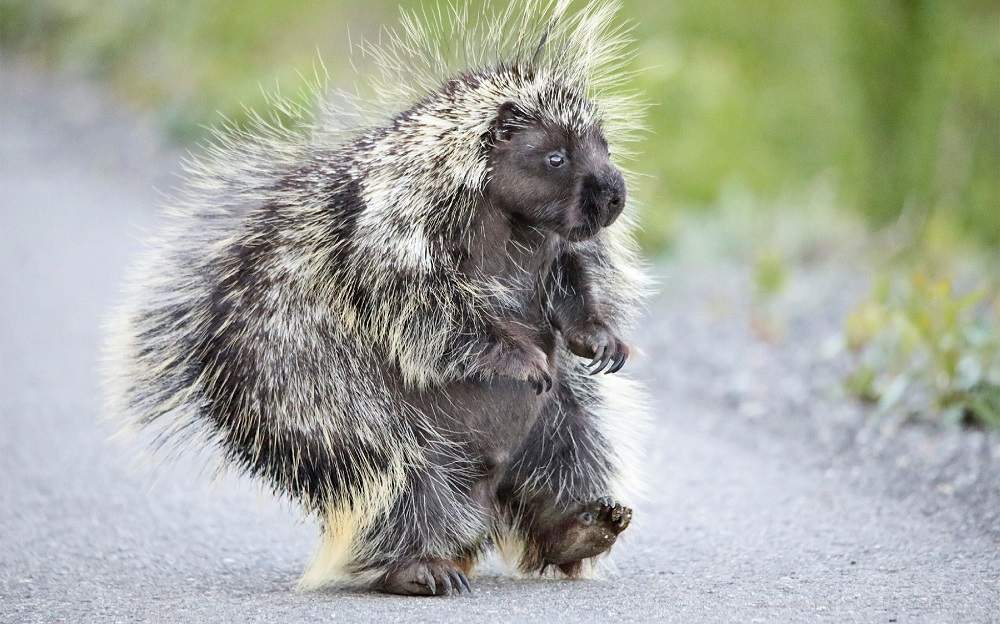porcupine.jpg