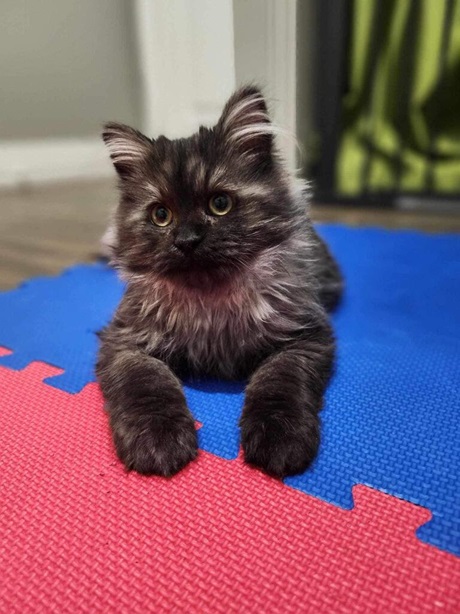 porkchop cat.jpg