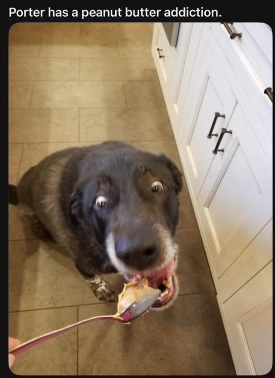 porter dog.jpg
