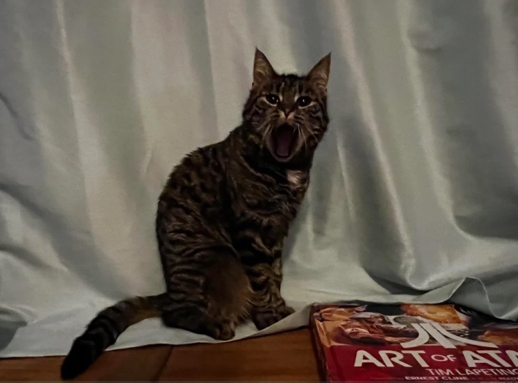 possessed cat.jpg