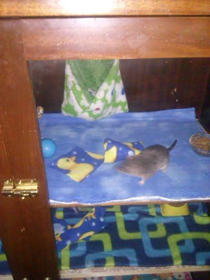 possume cage 2.jpg