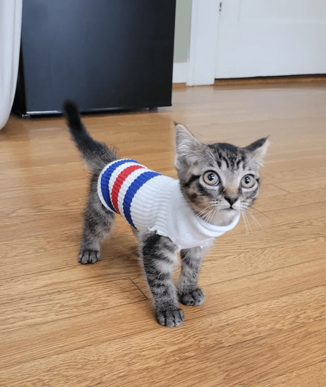 post-spay-sock-sweater.png