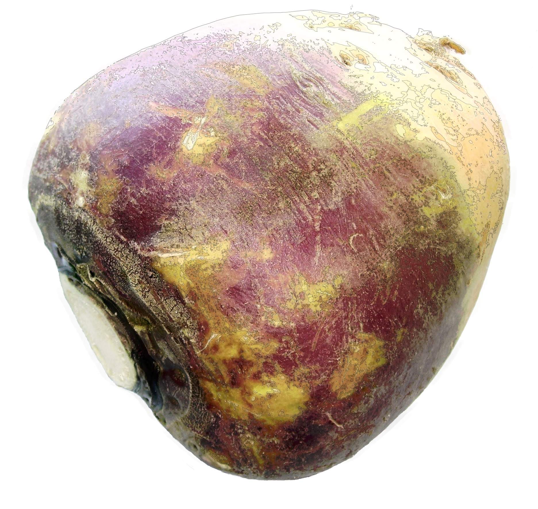 poster-rutabaga1.jpg