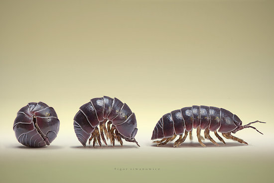 potato-bugs.jpg