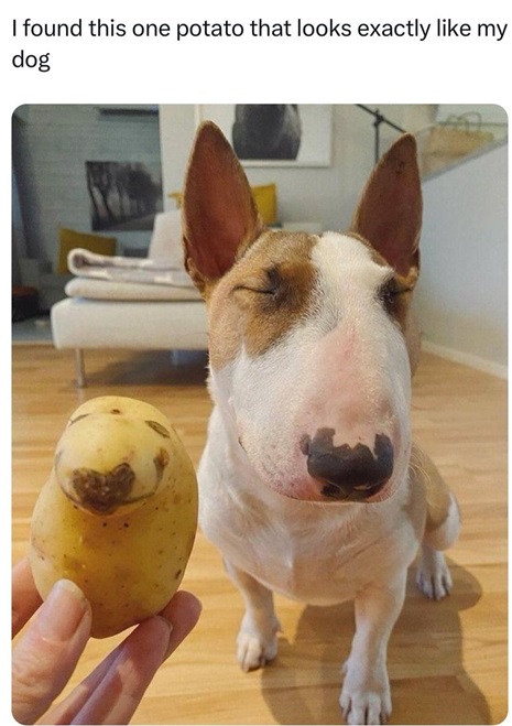 potato dog.jpg