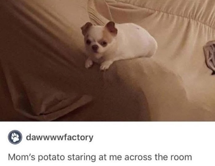 potato dog.jpg