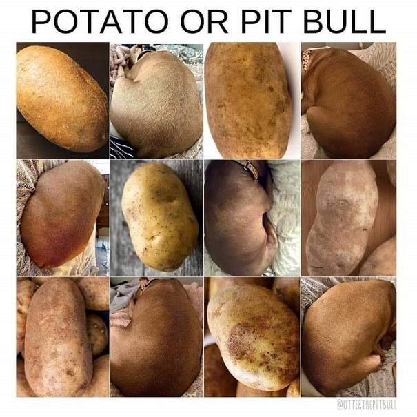 potato pit.jpg