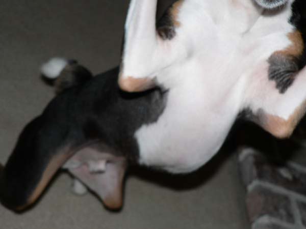 POUNCE.jpg