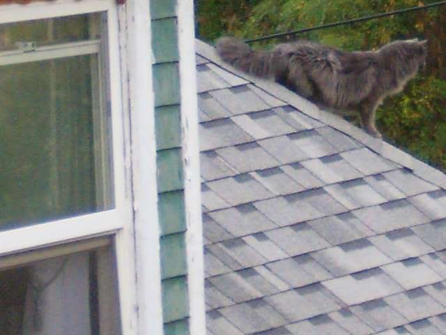 pretkitroof2.jpg