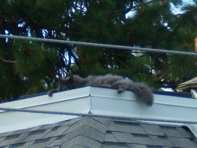 pretkitroof5.jpg