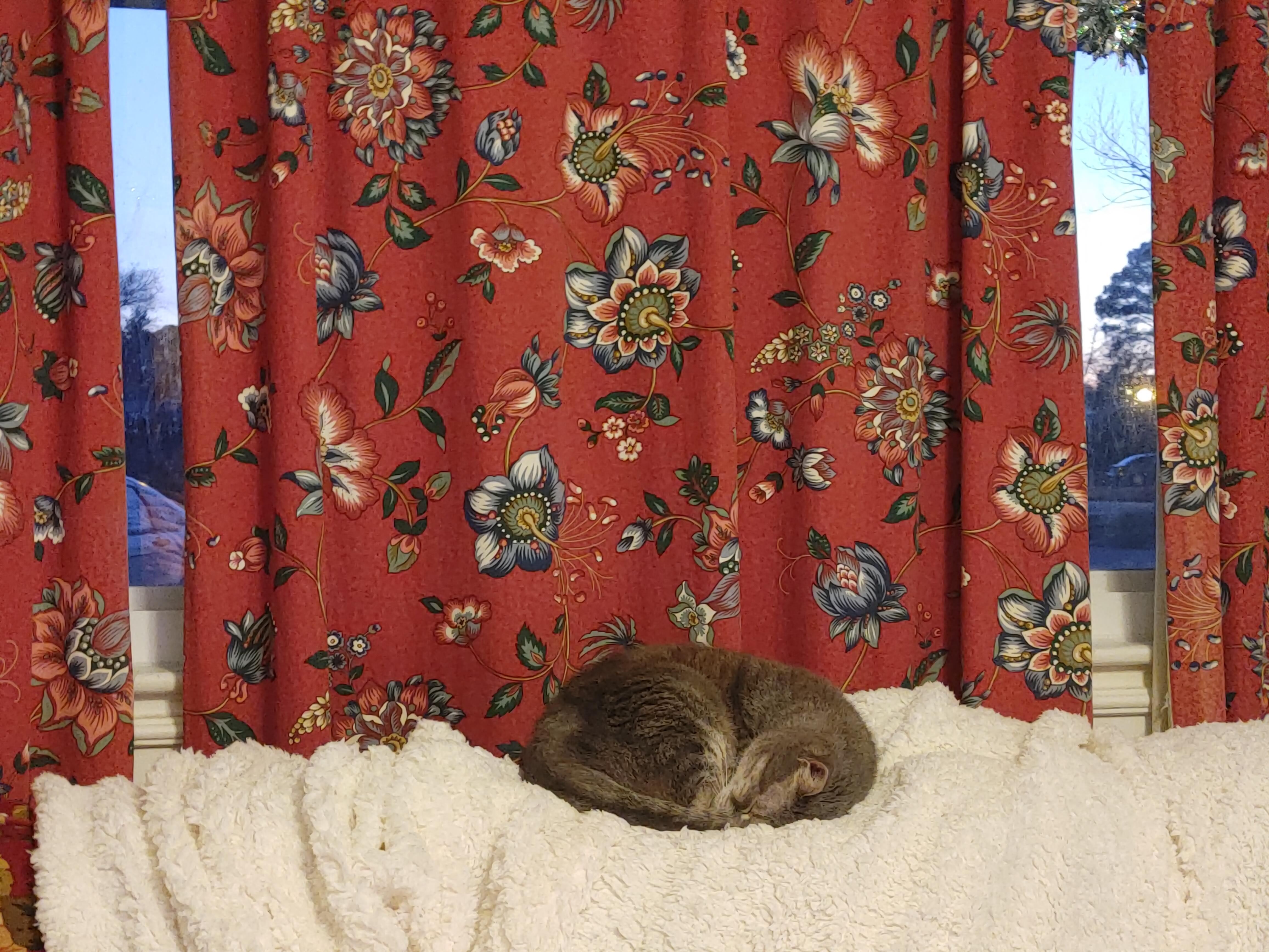 Pretty claiming best spot on the couch.jpeg