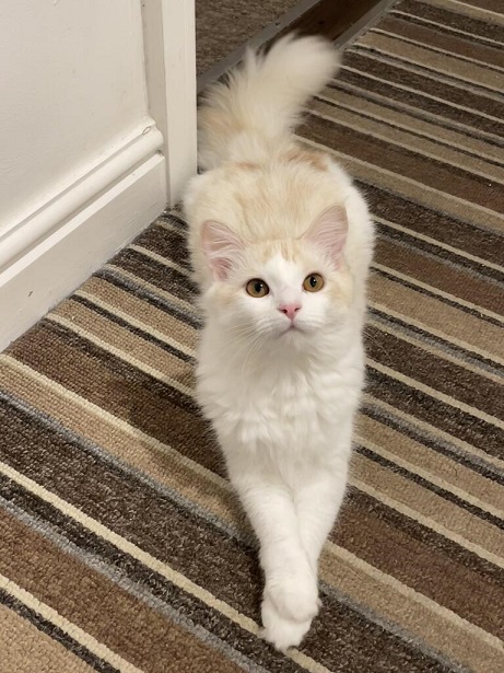 pretty kitty.jpg