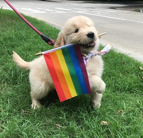 pride dog 1.jpg