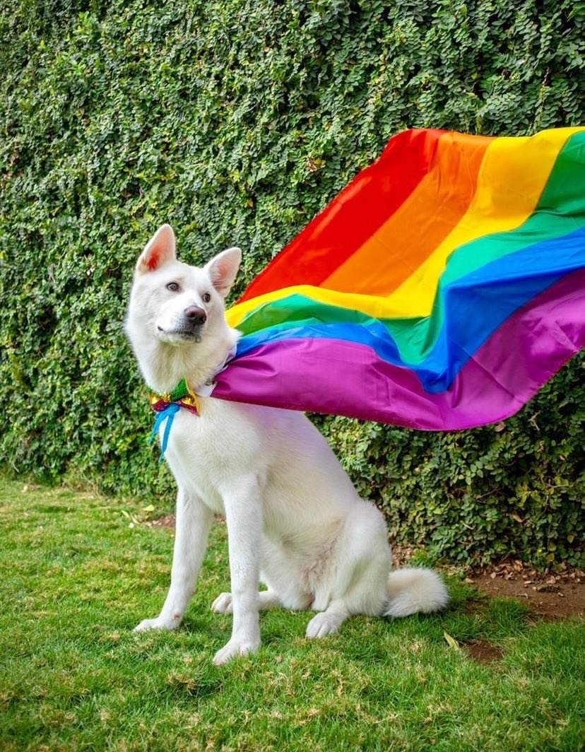 pride dog.jpg