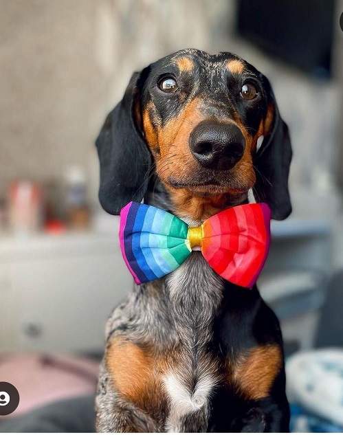 pride dog.jpg