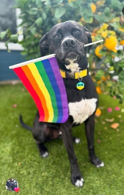 pride dog.jpg
