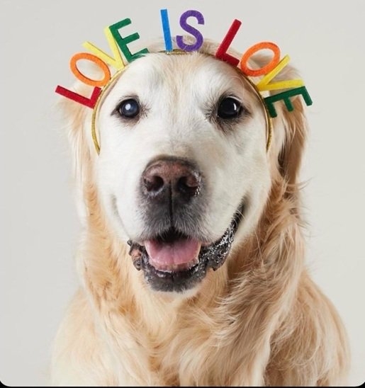 pridedog.jpg