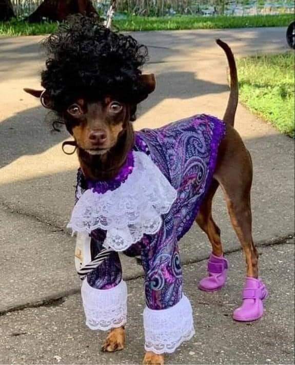 prince dog.jpg