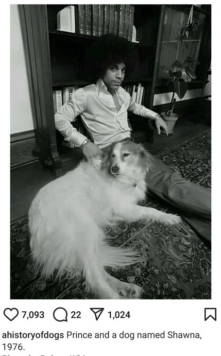 Prince dog.jpg